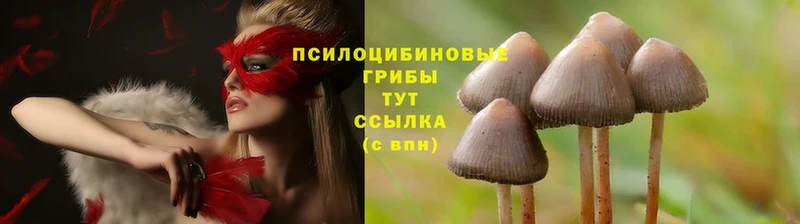 Псилоцибиновые грибы MAGIC MUSHROOMS  MEGA   Каменск-Шахтинский  купить  цена 